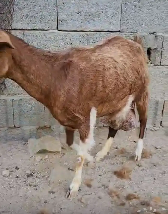 عنزين مصريات جم حليب وافر جدا (تم البيع) 2