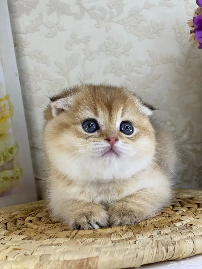 قطوه قطط قط كيتن كيتنز cat سكوتش فولد بيور قولد 18