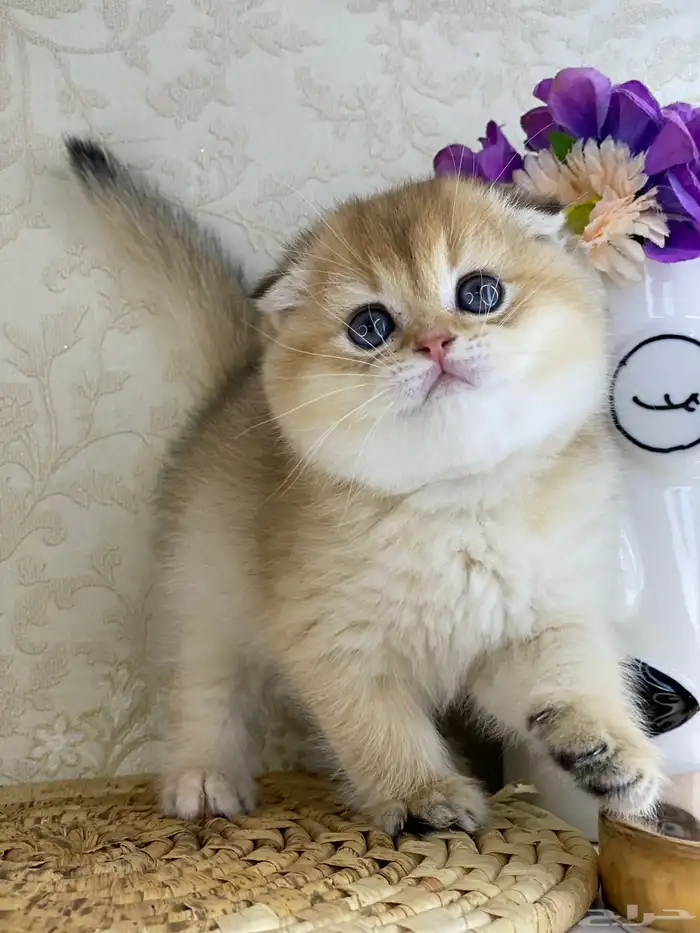 قطوه قطط قط كيتن كيتنز cat سكوتش فولد بيور قولد 16