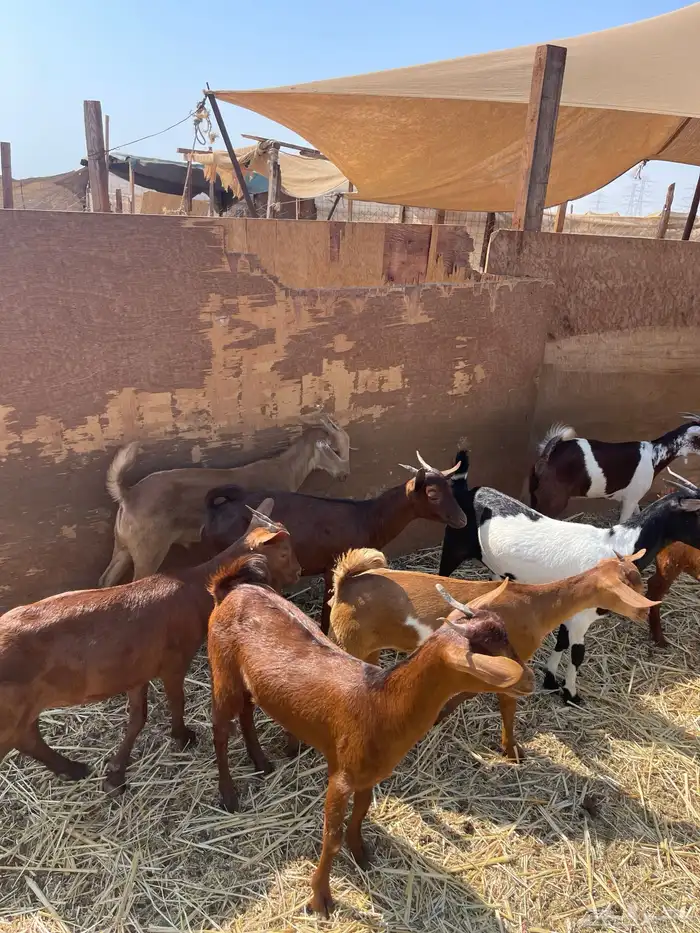 طليان حرية وتيوس ذبيحتك لباب البيت بسعر طيب 3