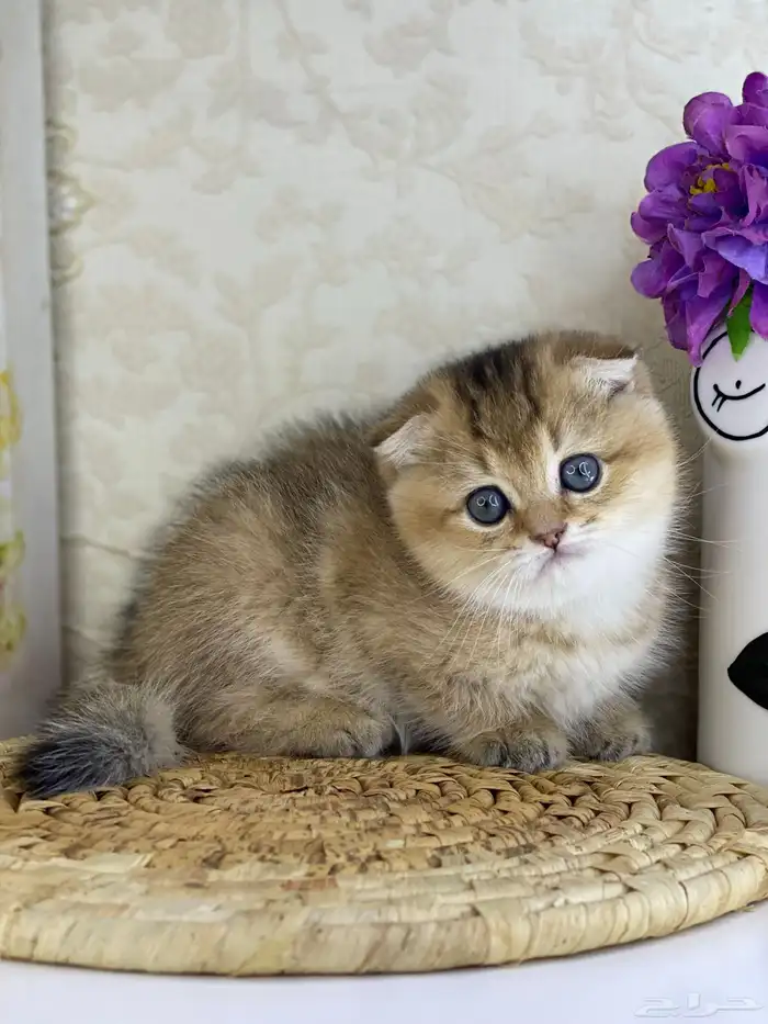 قطوه قطط قط كيتن كيتنز cat سكوتش فولد بيور قولد 3