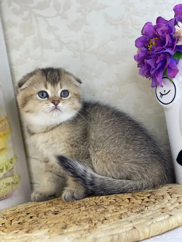 قطوه قطط قط كيتن كيتنز cat سكوتش فولد بيور قولد 10