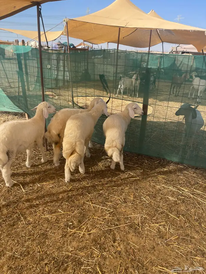 طليان حرية وتيوس ذبيحتك لباب البيت بسعر طيب 1