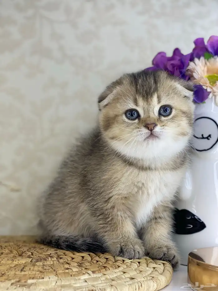 قطوه قطط قط كيتن كيتنز cat سكوتش فولد بيور قولد 15