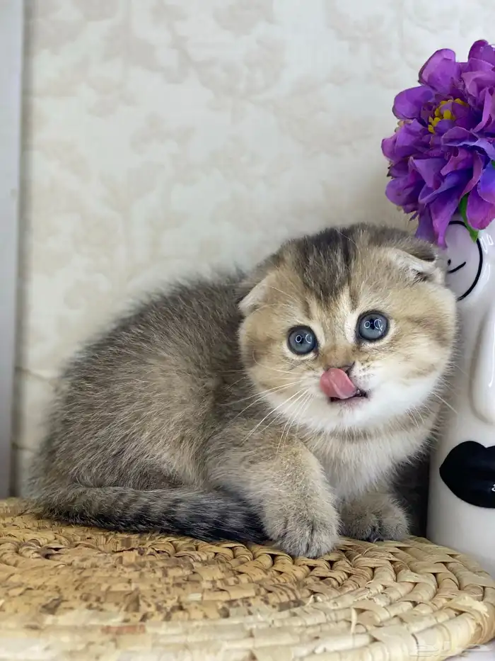 قطوه قطط قط كيتن كيتنز cat سكوتش فولد بيور قولد 9