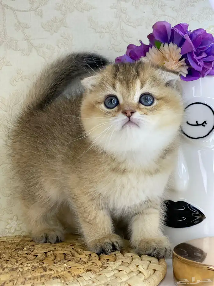 قطوه قطط قط كيتن كيتنز cat سكوتش فولد بيور قولد 5