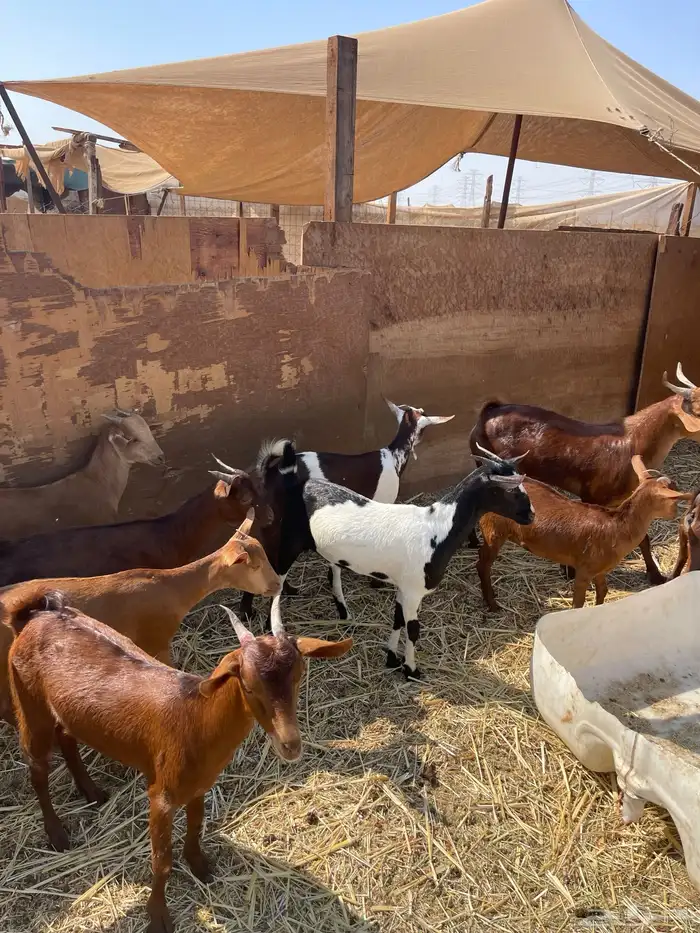 طليان حرية وتيوس ذبيحتك لباب البيت بسعر طيب 4