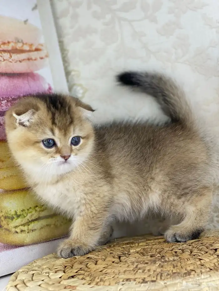 قطوه قطط قط كيتن كيتنز cat سكوتش فولد بيور قولد 6