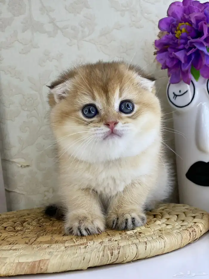 قطوه قطط قط كيتن كيتنز cat سكوتش فولد بيور قولد 21