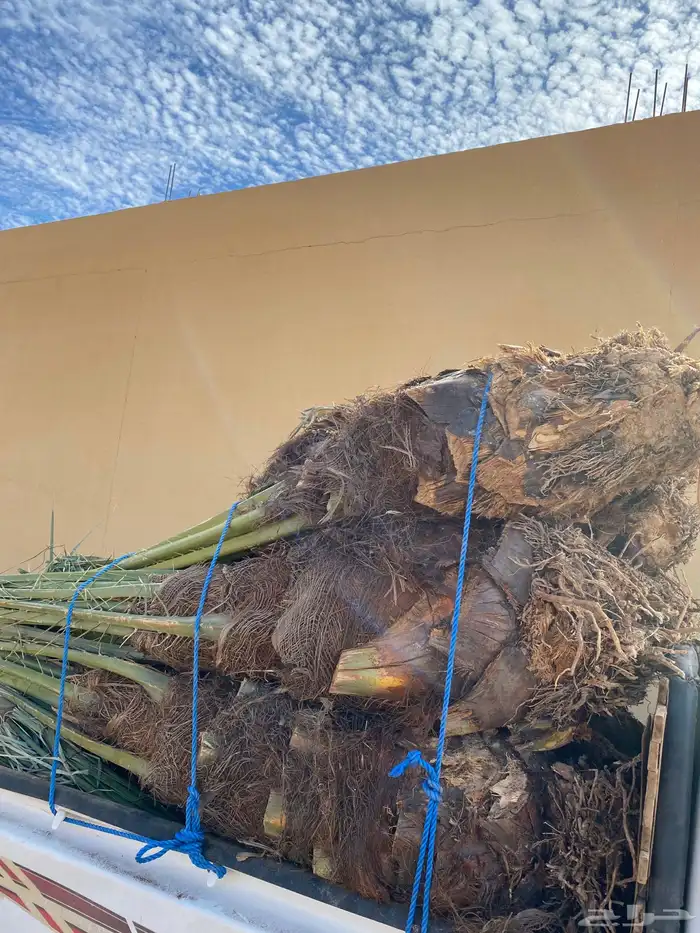 برحي هلالي ونان خلاص 2