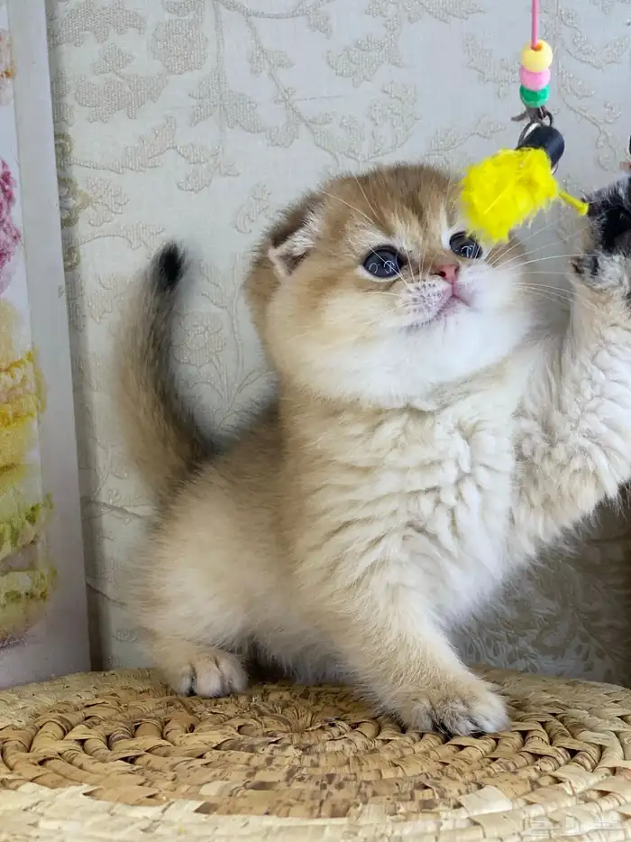 قطوه قطط قط كيتن كيتنز cat سكوتش فولد بيور قولد 17