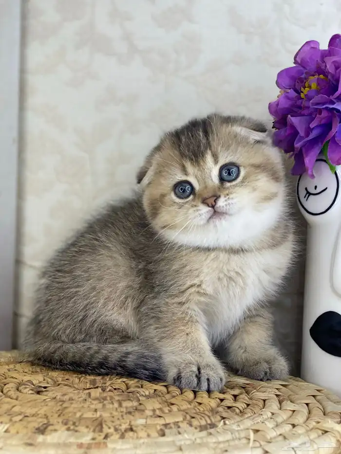 قطوه قطط قط كيتن كيتنز cat سكوتش فولد بيور قولد 7