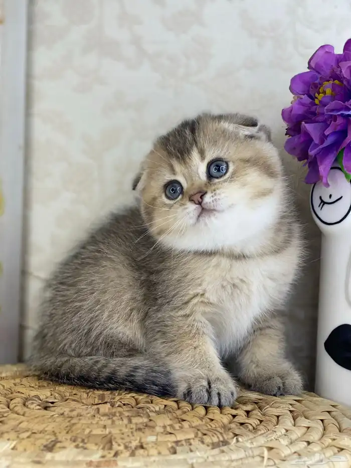 قطوه قطط قط كيتن كيتنز cat سكوتش فولد بيور قولد 8