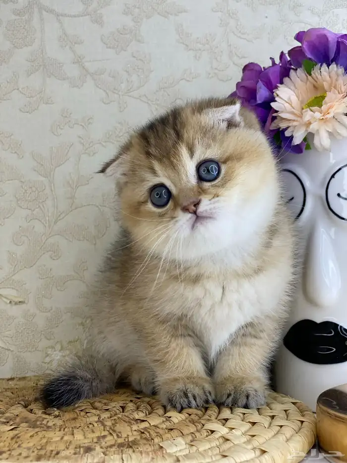 قطوه قطط قط كيتن كيتنز cat سكوتش فولد بيور قولد 4