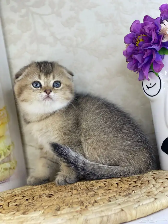 قطوه قطط قط كيتن كيتنز cat سكوتش فولد بيور قولد 11