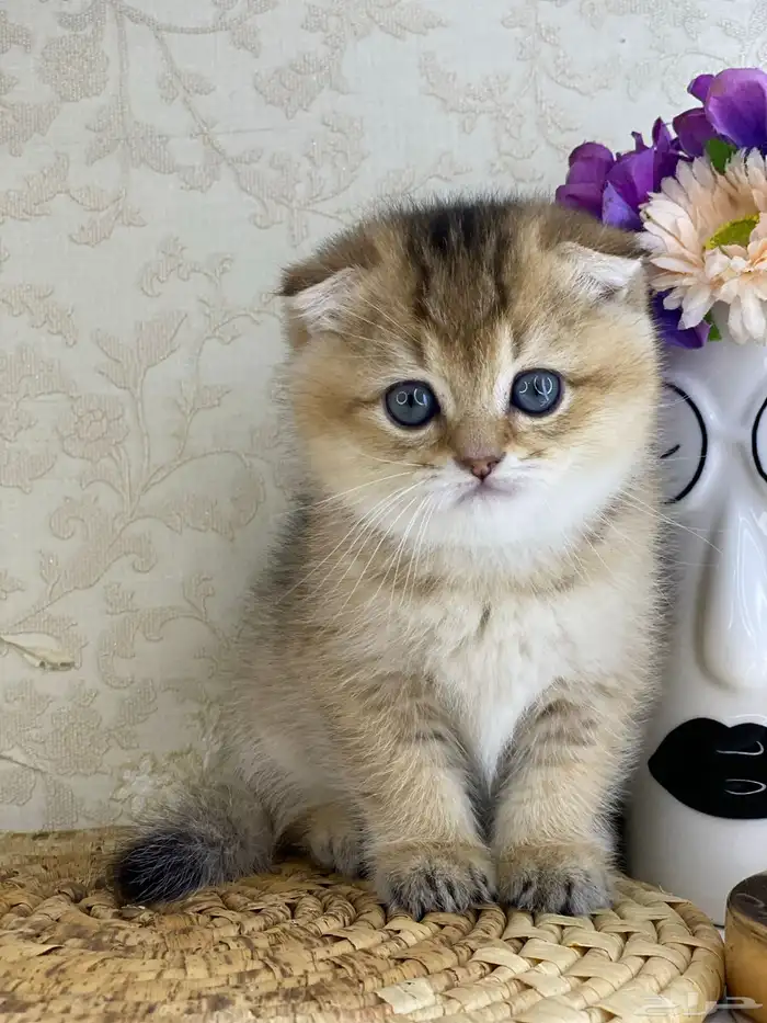 قطوه قطط قط كيتن كيتنز cat سكوتش فولد بيور قولد 1