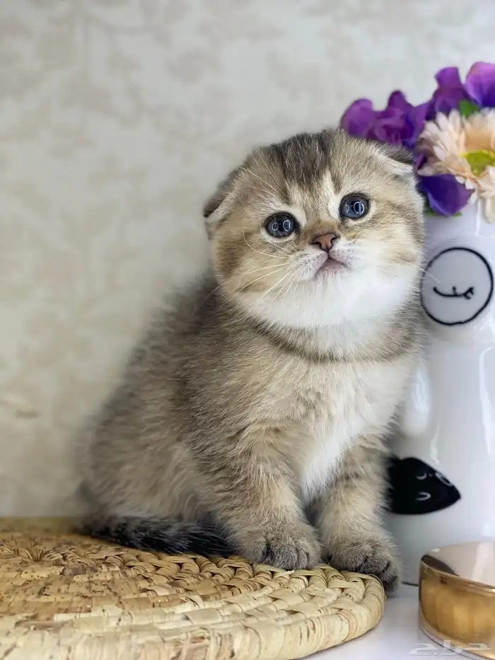 قطوه قطط قط كيتن كيتنز cat سكوتش فولد بيور قولد 14