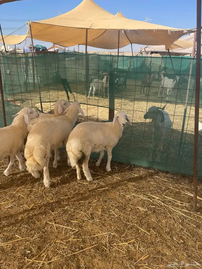 طليان حرية وتيوس ذبيحتك لباب البيت بسعر طيب 2