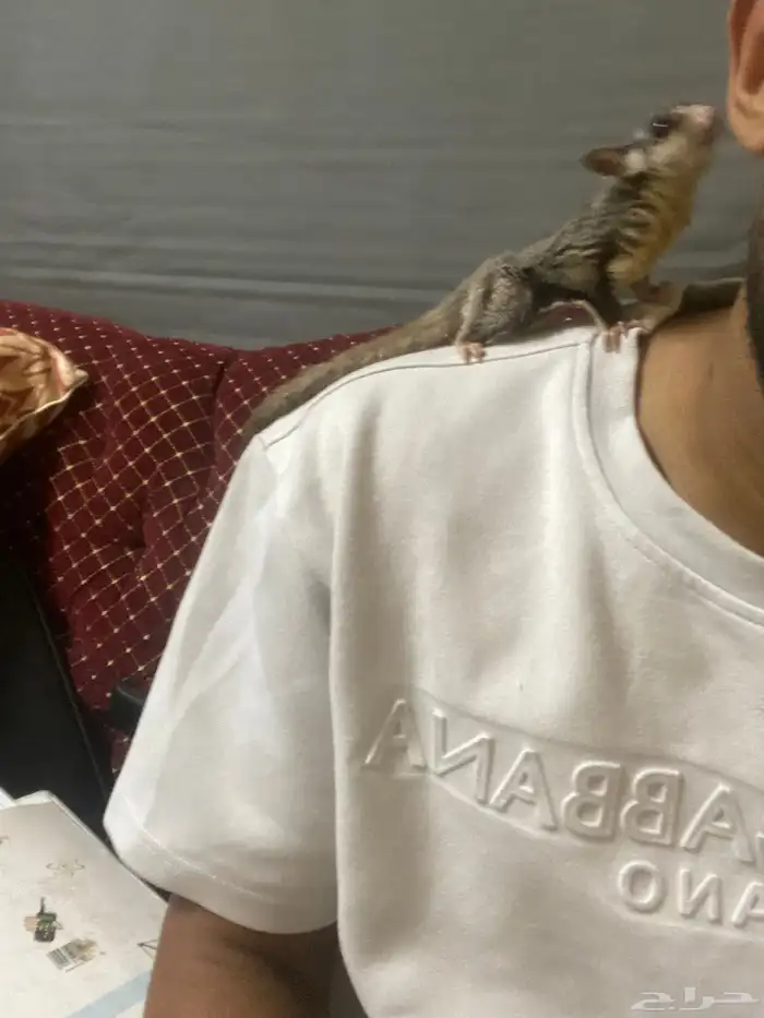 سنجاب اليفه 1