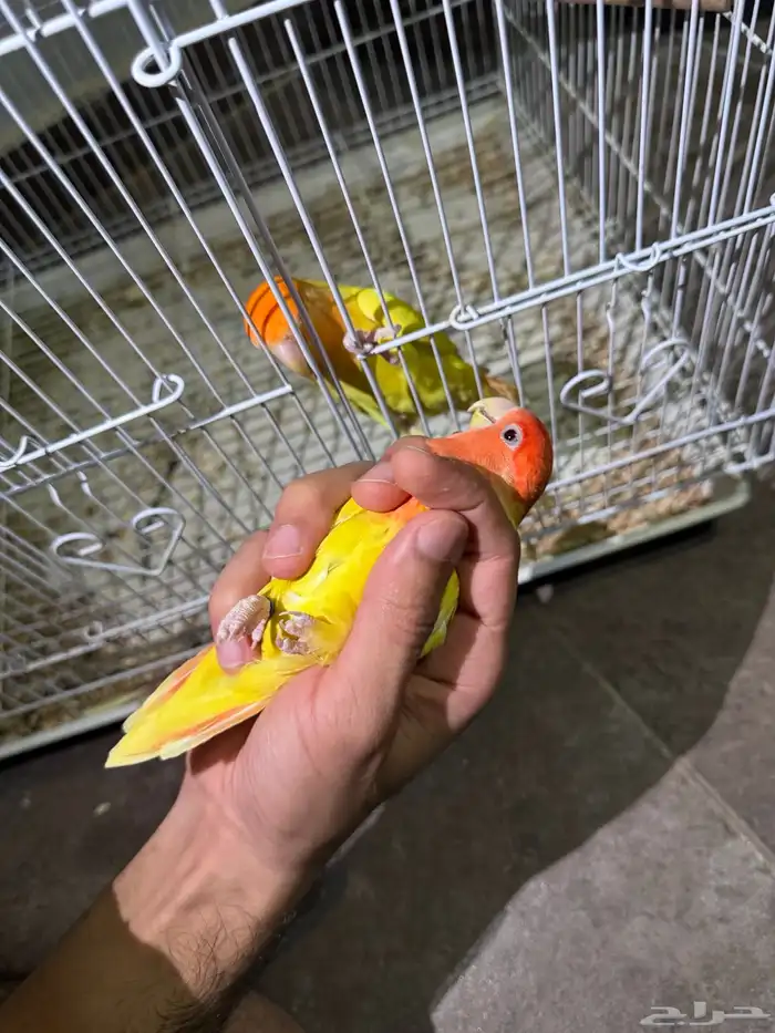 زوج رد اوبلاين 0