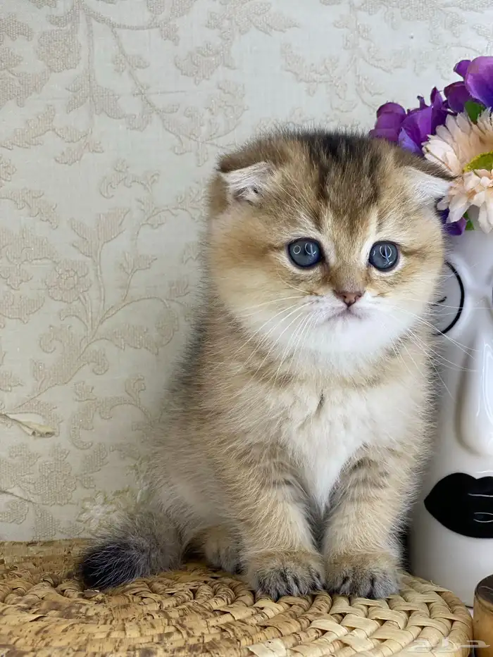 قطوه قطط قط كيتن كيتنز cat سكوتش فولد بيور قولد 2