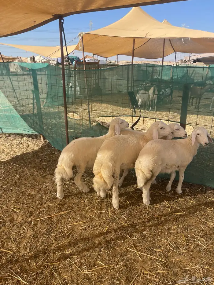 طليان حرية وتيوس ذبيحتك لباب البيت بسعر طيب 0