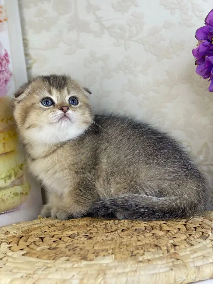 قطوه قطط قط كيتن كيتنز cat سكوتش فولد بيور قولد 13