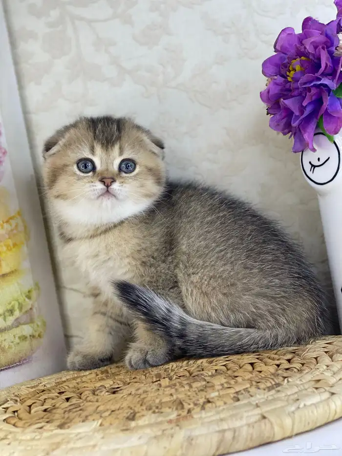 قطوه قطط قط كيتن كيتنز cat سكوتش فولد بيور قولد 12