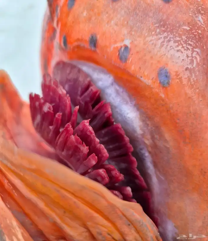 سمك طازج يومي 13