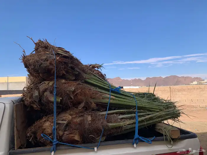 برحي هلالي ونان خلاص 1