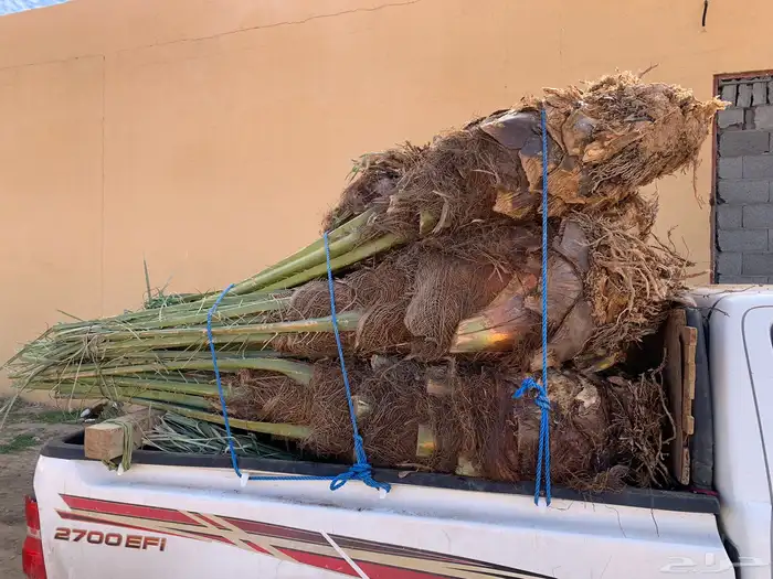 برحي هلالي ونان خلاص 0