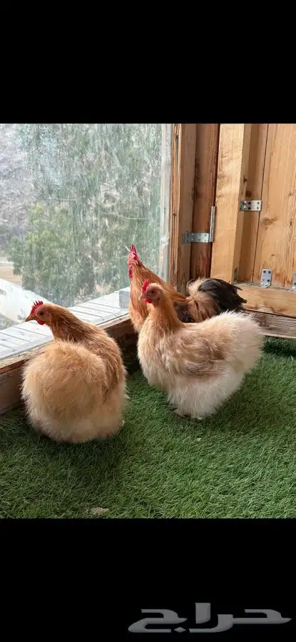 طقم كوشن قطني زعفراني 8