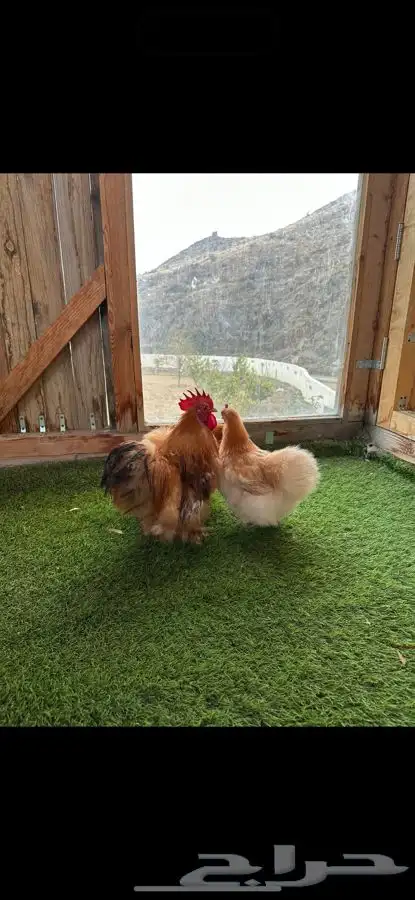 طقم كوشن قطني زعفراني 5