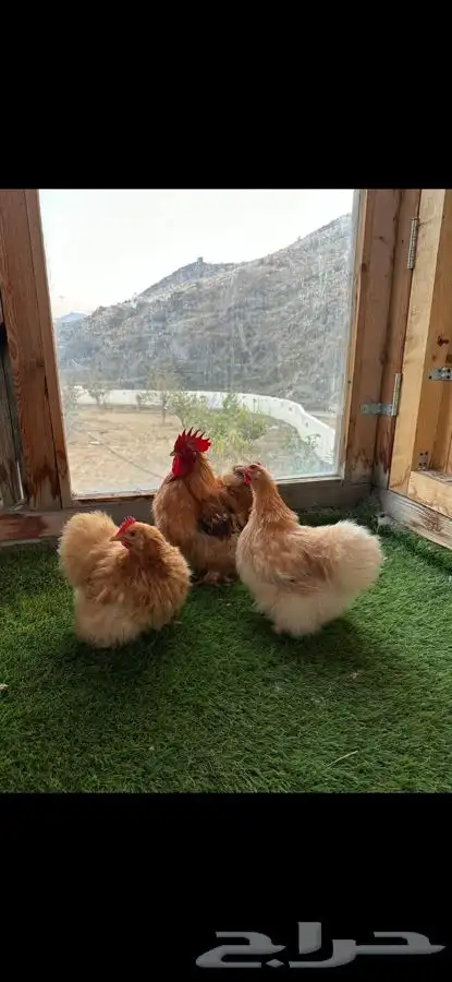 طقم كوشن قطني زعفراني 1