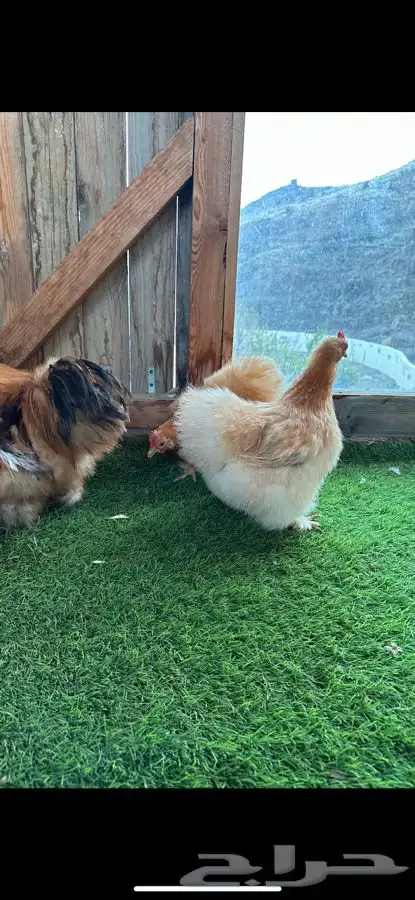 طقم كوشن قطني زعفراني 4