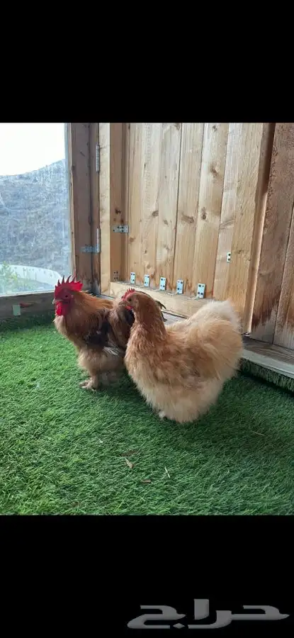 طقم كوشن قطني زعفراني 9