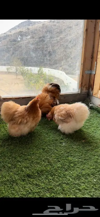 طقم كوشن قطني زعفراني 6