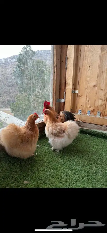 طقم كوشن قطني زعفراني 3