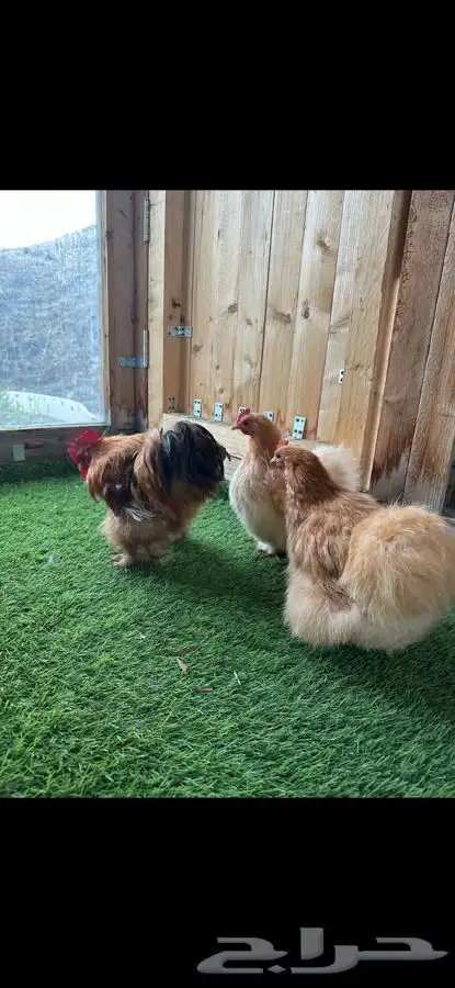 طقم كوشن قطني زعفراني 2