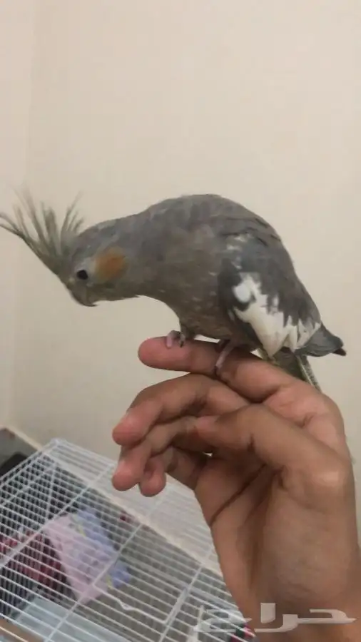 طير كروان اليف تم البيع 3