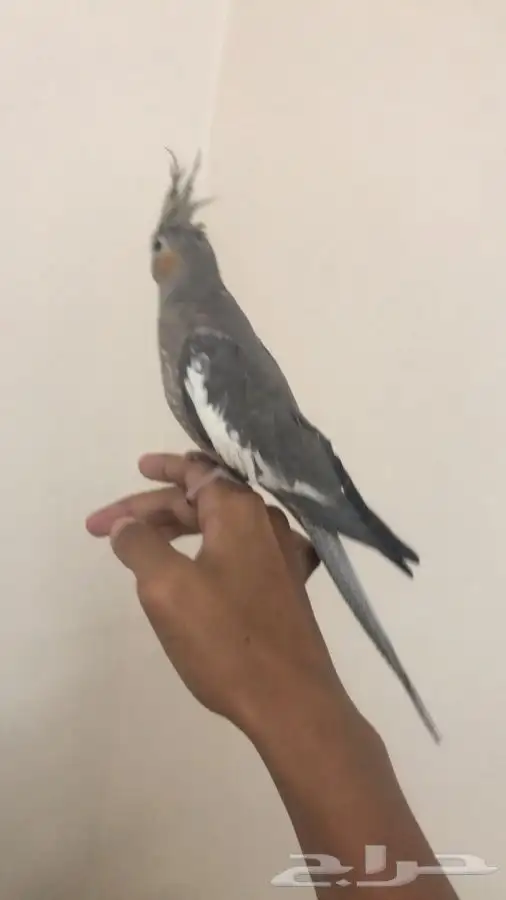 طير كروان اليف تم البيع 1