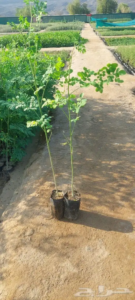 شتلات اكياس عرض بريال ونص 1