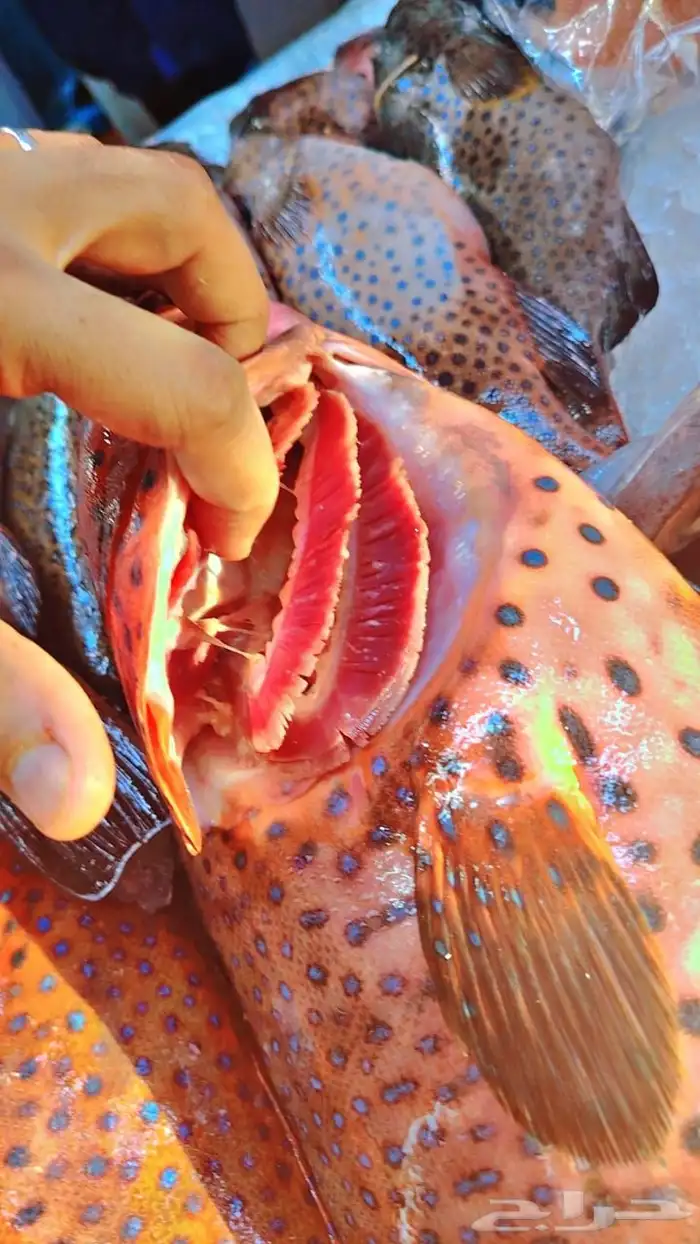 سمك طازج يومي 5