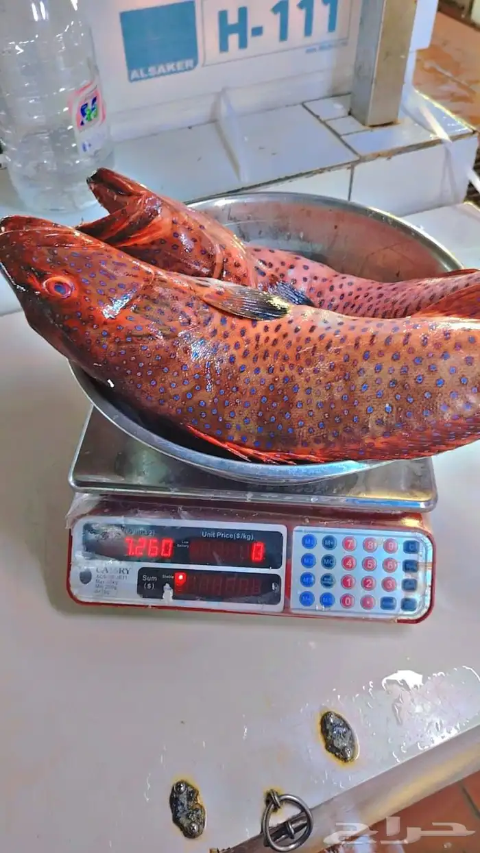 سمك طازج يومي 3