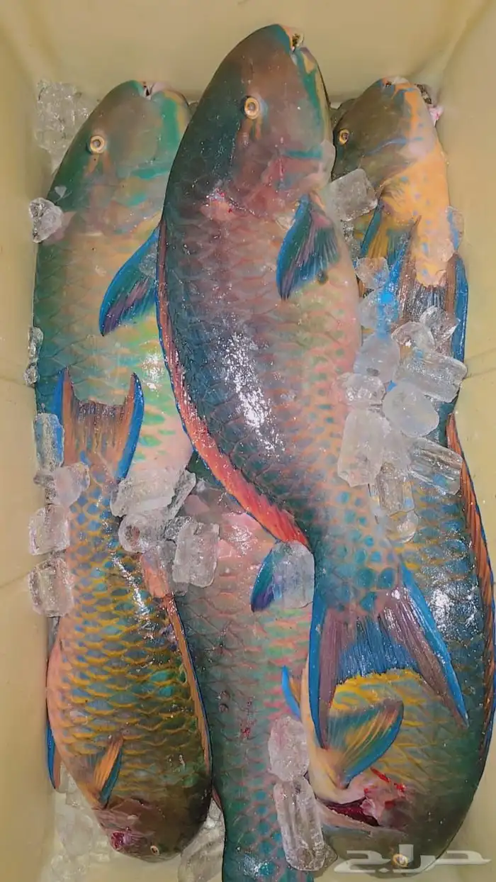 سمك طازج يومي 11