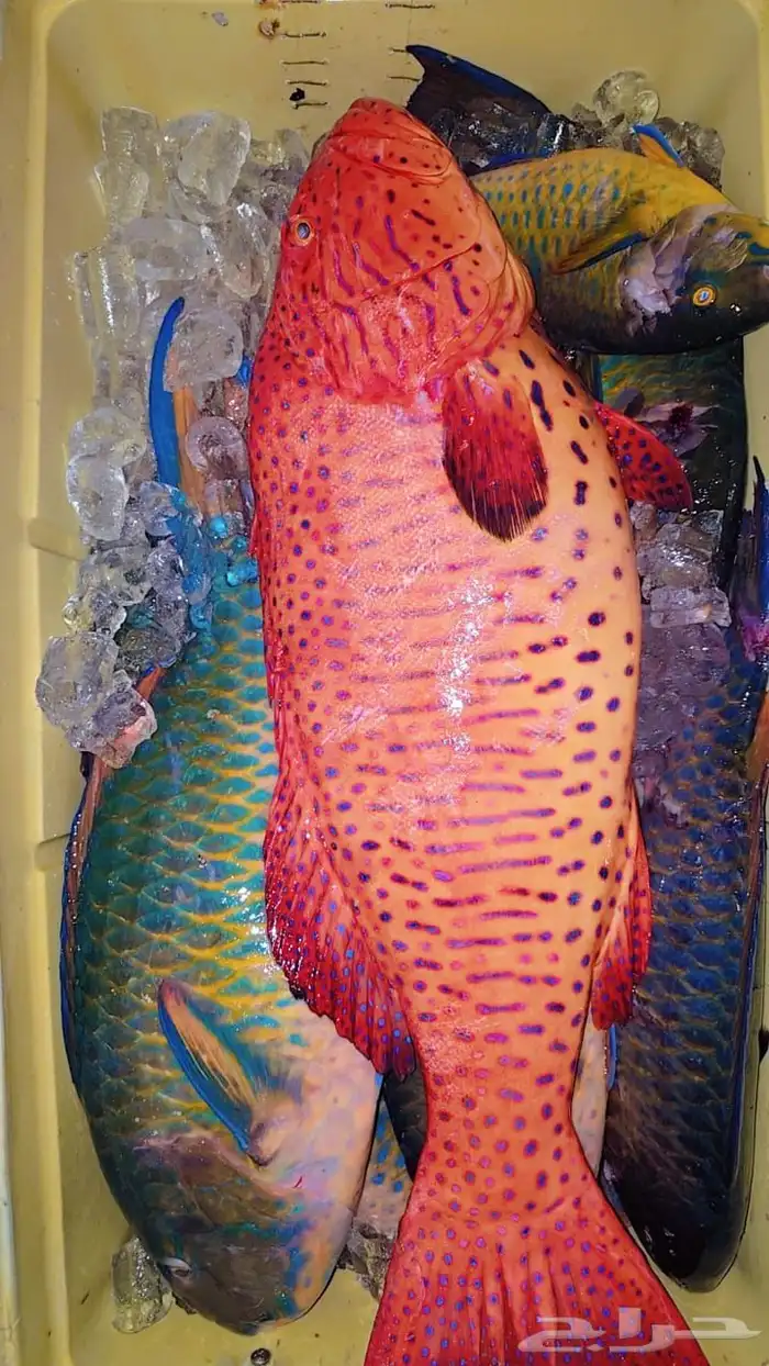 سمك طازج يومي 12