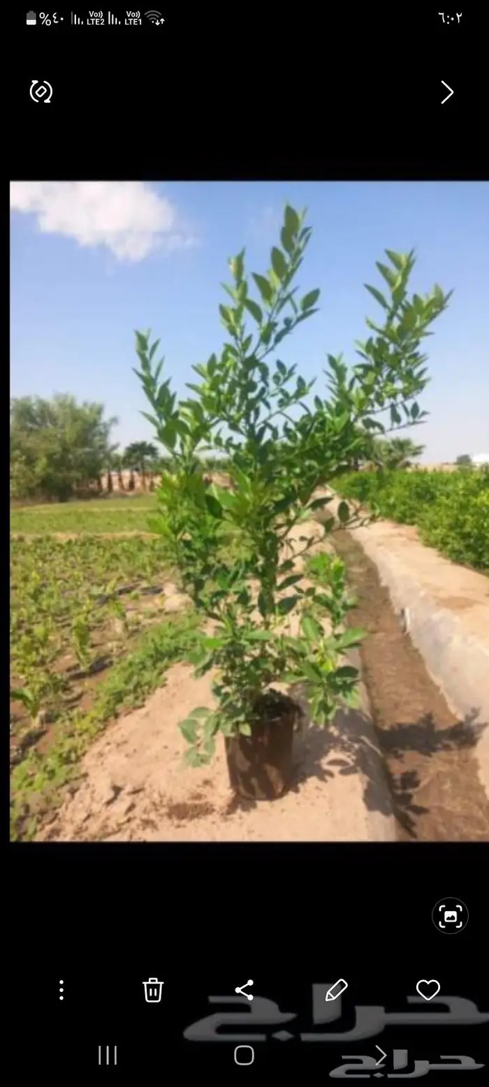 يوجد جميع انواع الشتلات 2
