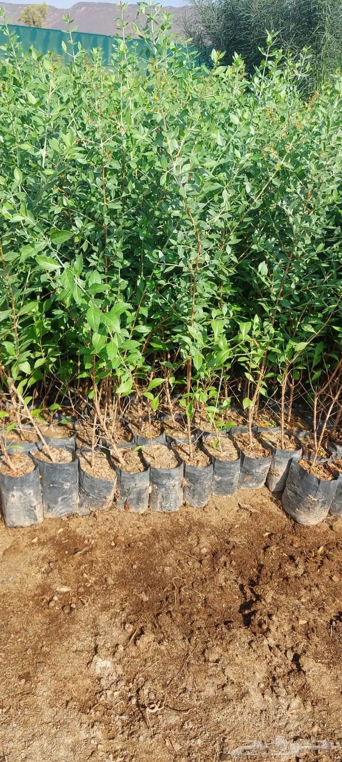 شتلات اكياس عرض بريال ونص 0