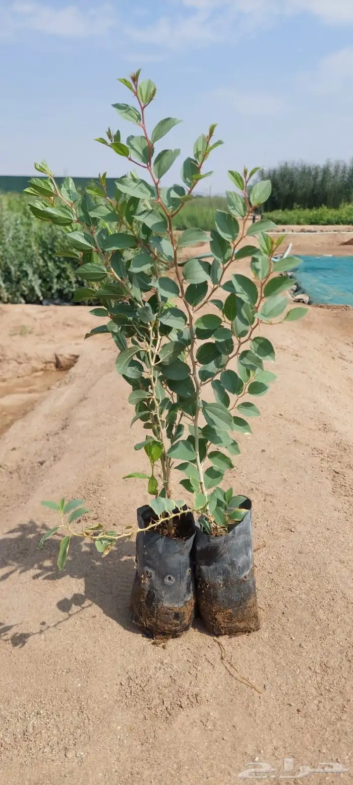 شتلات اكياس عرض بريال ونص 3