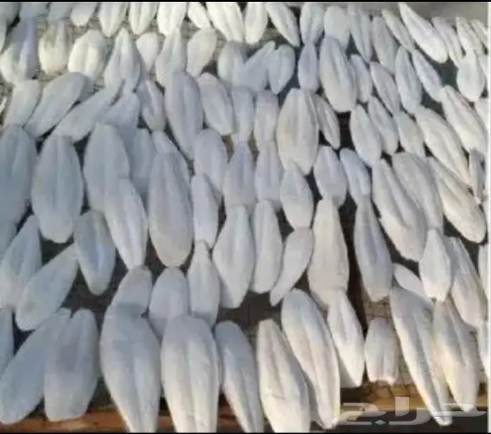 عظم حبار للطيور 0